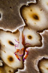 Shrimp on a sea cucumber in Maumere, Flores. Taken with C... by Erika Antoniazzo 